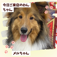 トリミング