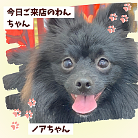 トリミング ポメラニアン わんちゃん