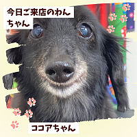 ダックス トリミング わんちゃん🐶