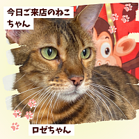 ベンガル 猫 グルーミング